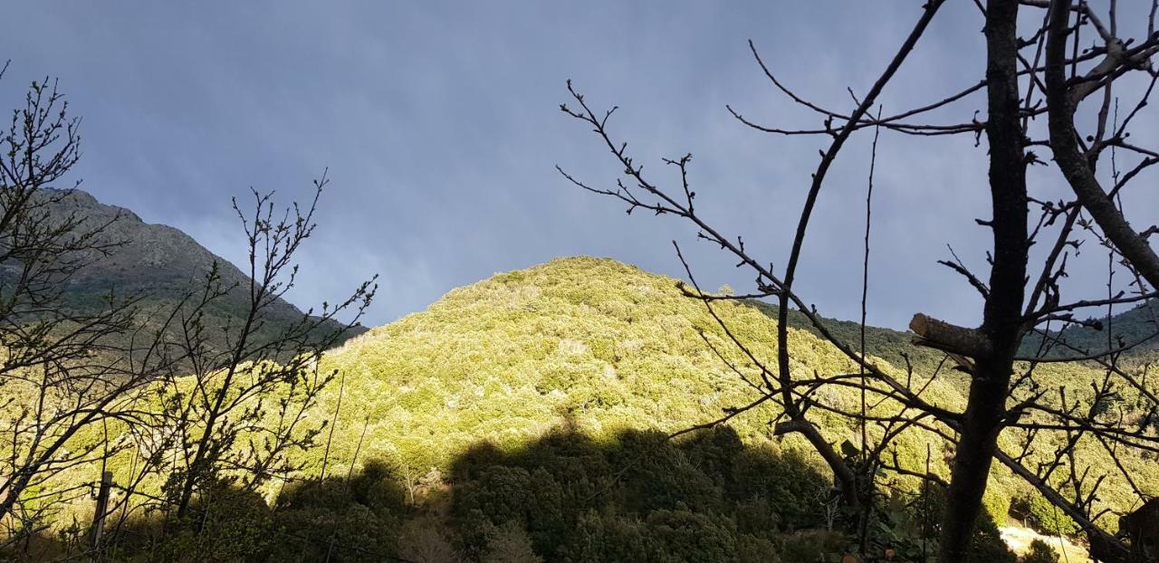 Camping L'Agrottu Au Coeur De La Corse Santa-Lucia-di-Mercurio Ngoại thất bức ảnh